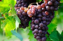 images/categorieimages/Tibouren grape.jpg
